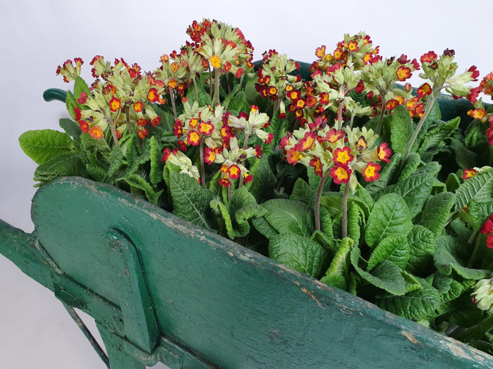 Antique garden wheelbarrow in original green paint