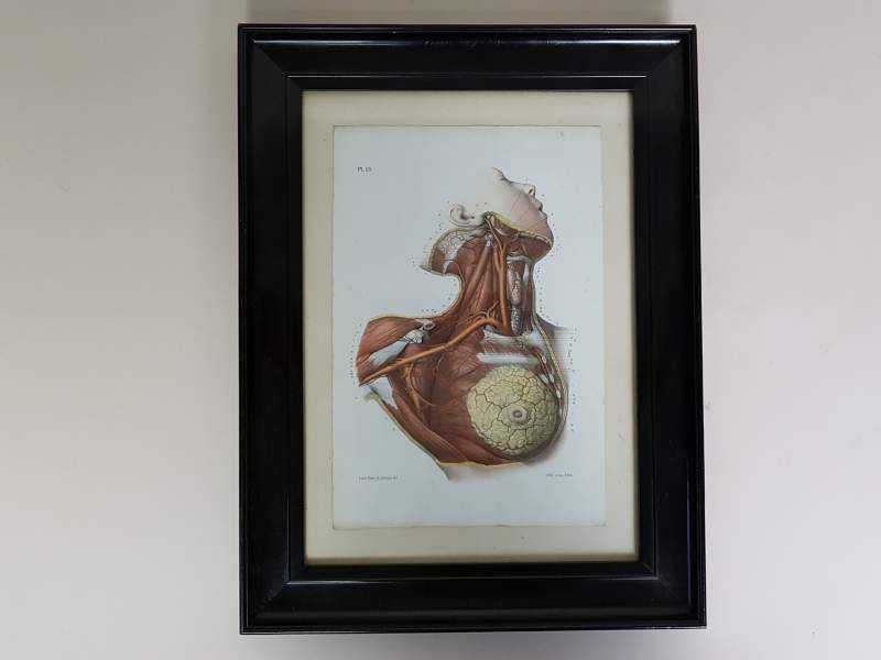 Anatomical Prints