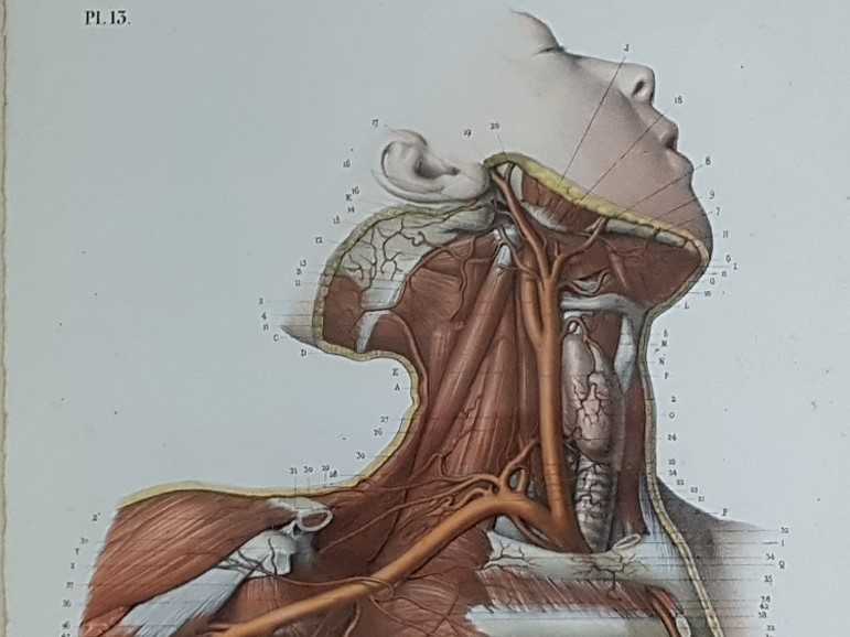 Anatomical Prints