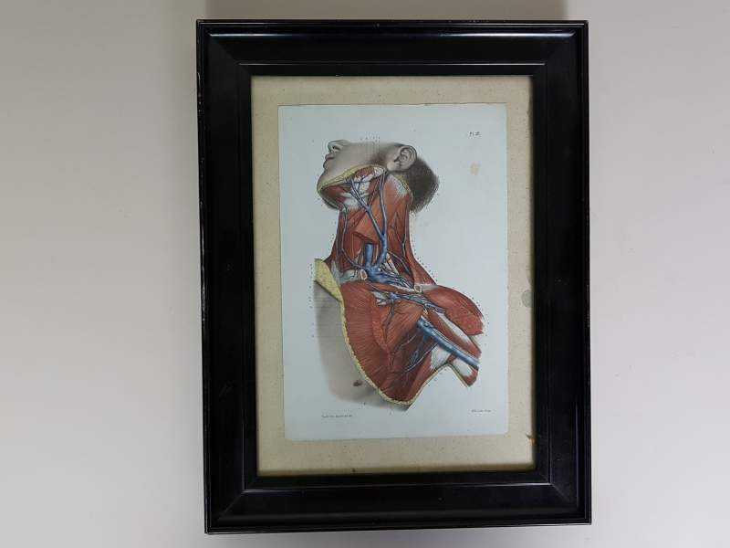 Anatomical Prints