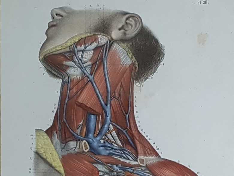 Anatomical Prints