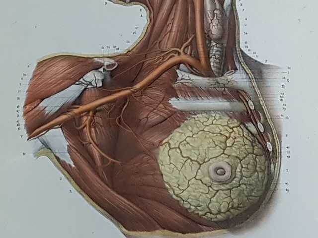 Anatomical Prints