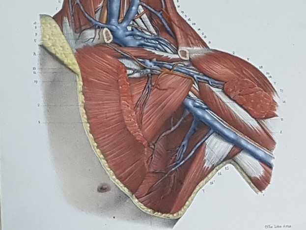 Anatomical Prints