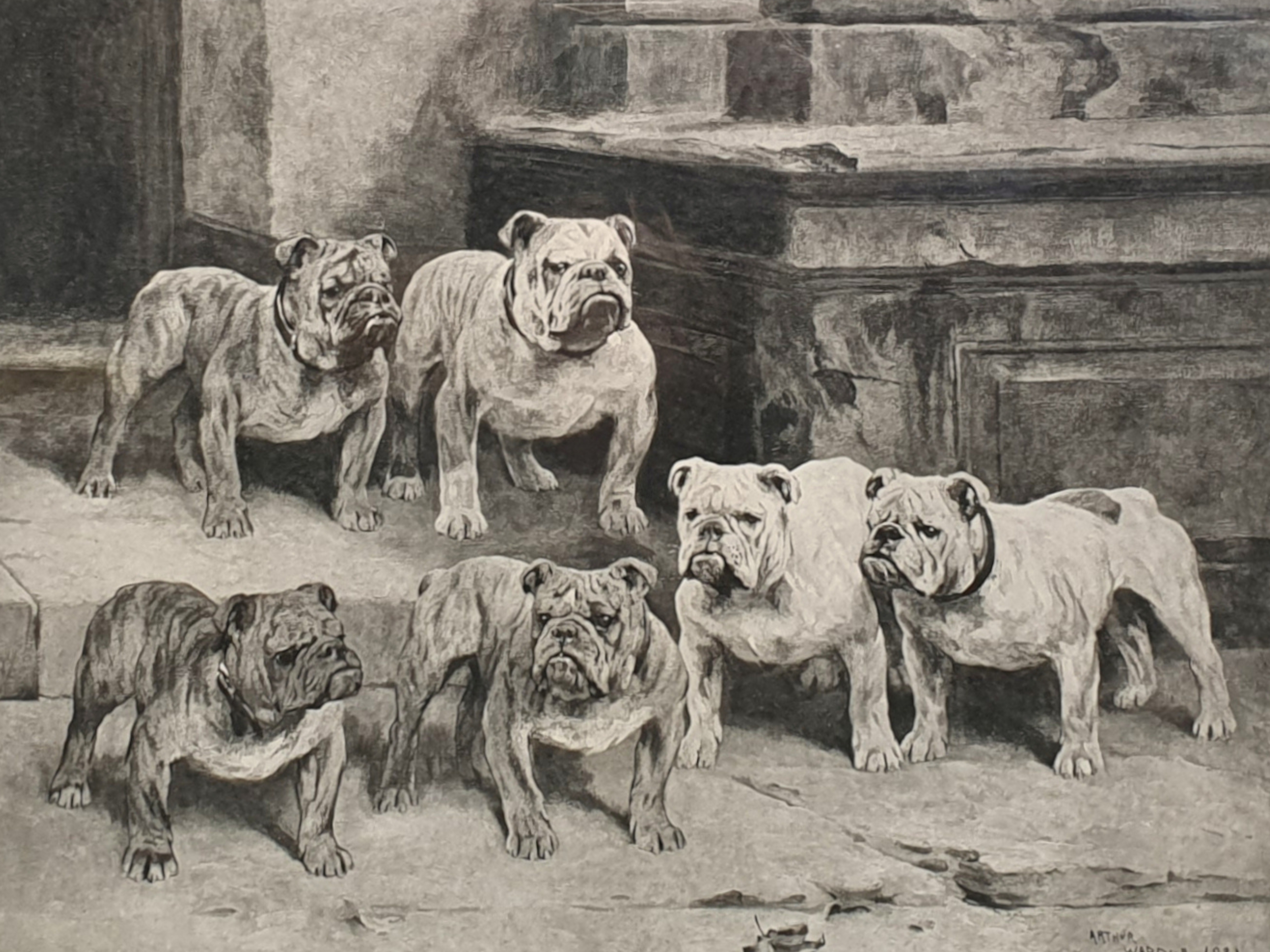 Arthur Wardle signed black and white Bulldogs mid wide shot