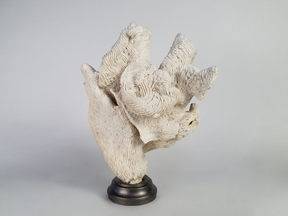 Collection of 3 antique white Corals