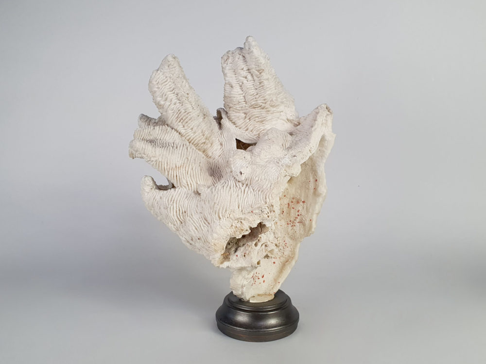 Collection of 3 antique white Corals