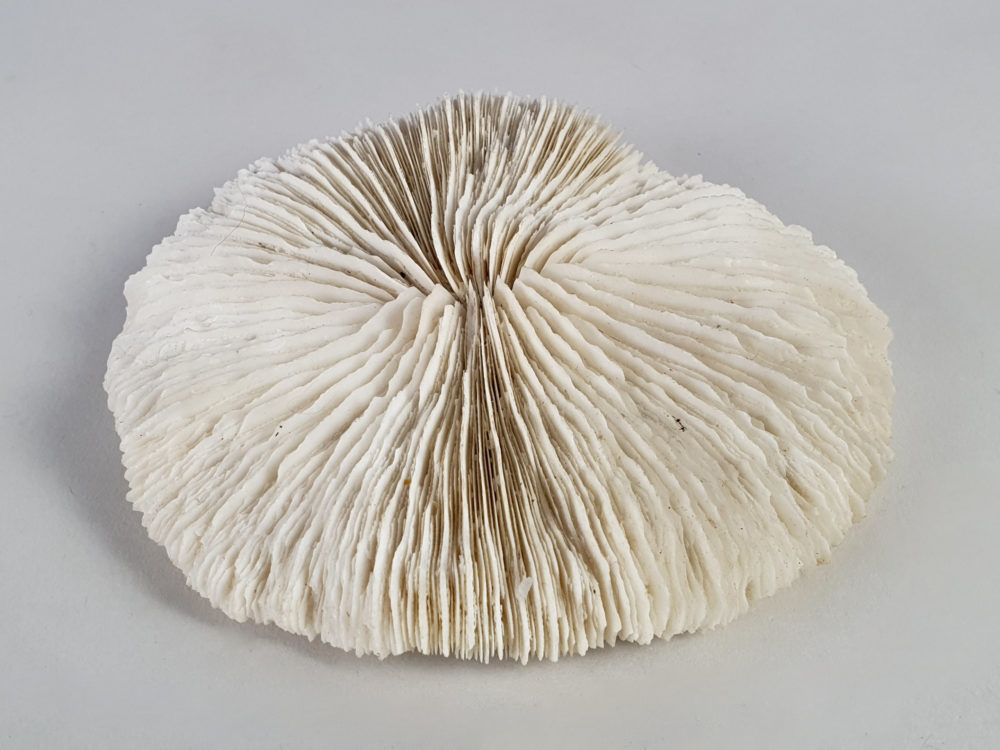 Collection of 3 antique white Corals