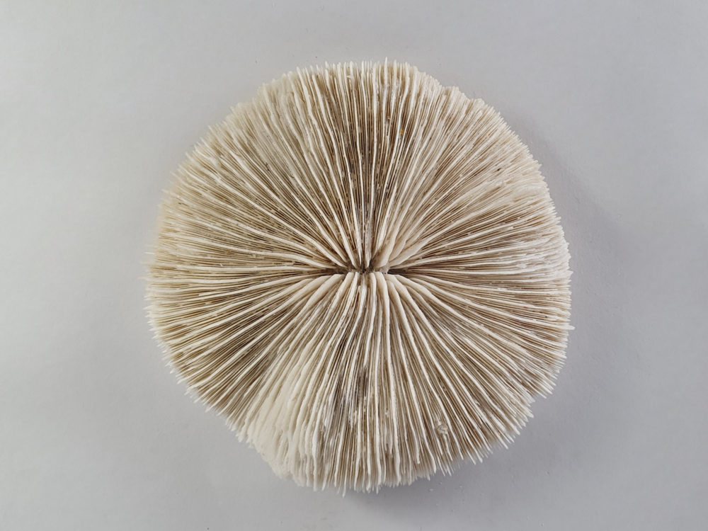Collection of 3 antique white Corals