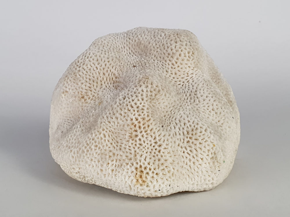 Collection of 3 antique white Corals