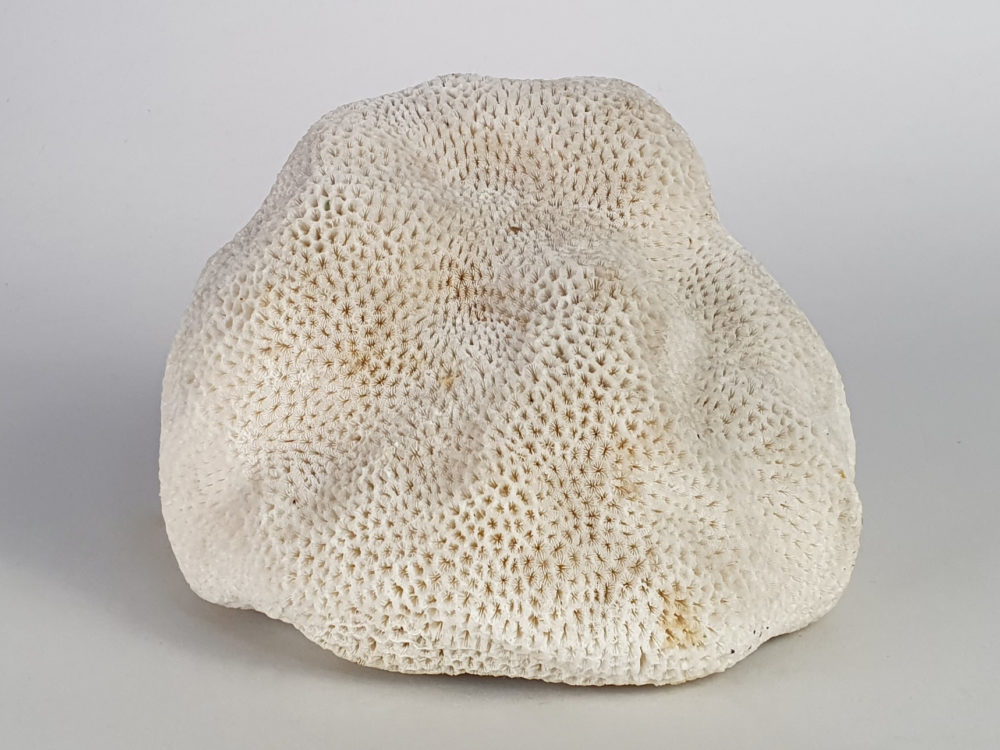 Collection of 3 antique white Corals