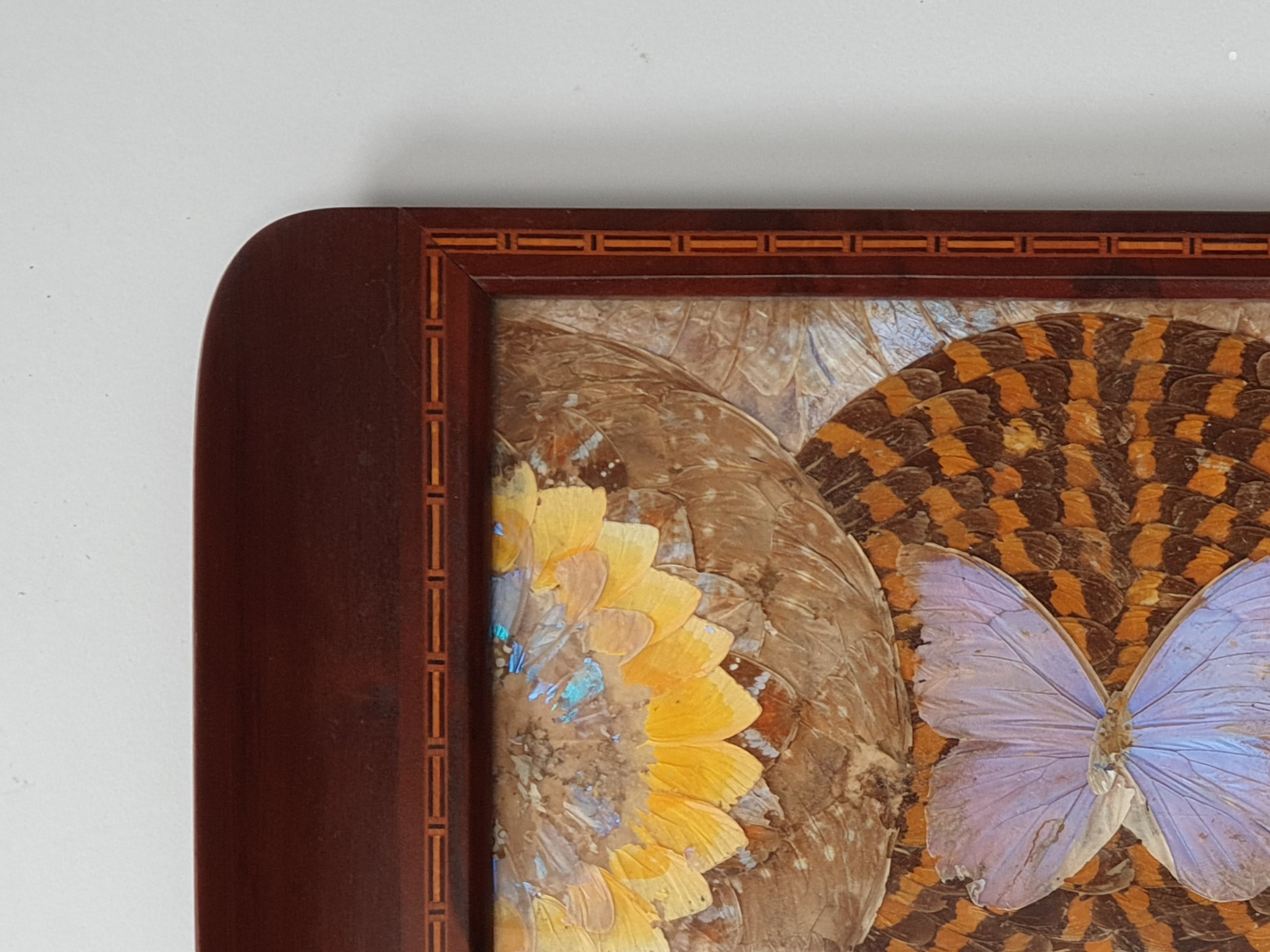 Decorative antique Brazilian Butterfly Tray showing mahogany edge