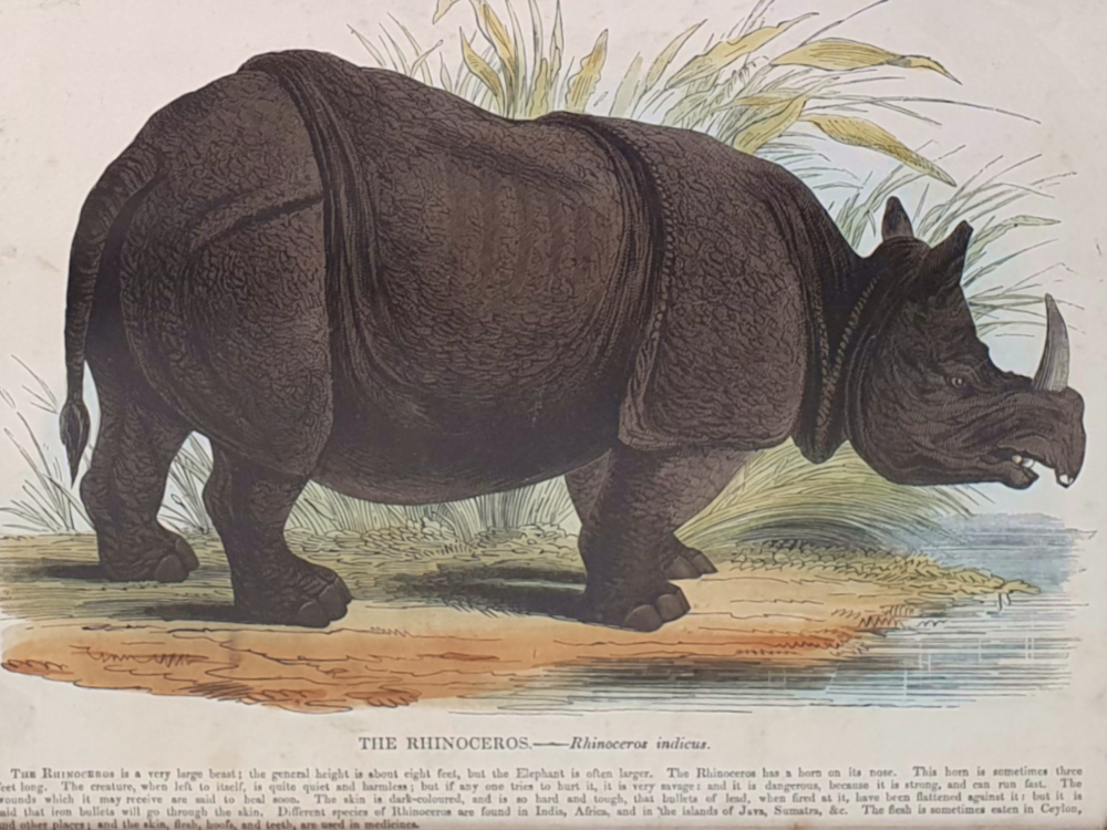 Decorative antique Rhinoceros Print