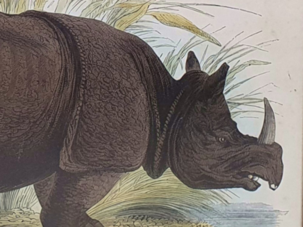 Decorative antique Rhinoceros Print