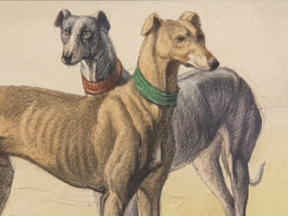 Decorative antique watercolour - Two Greyhounds by E M Samson