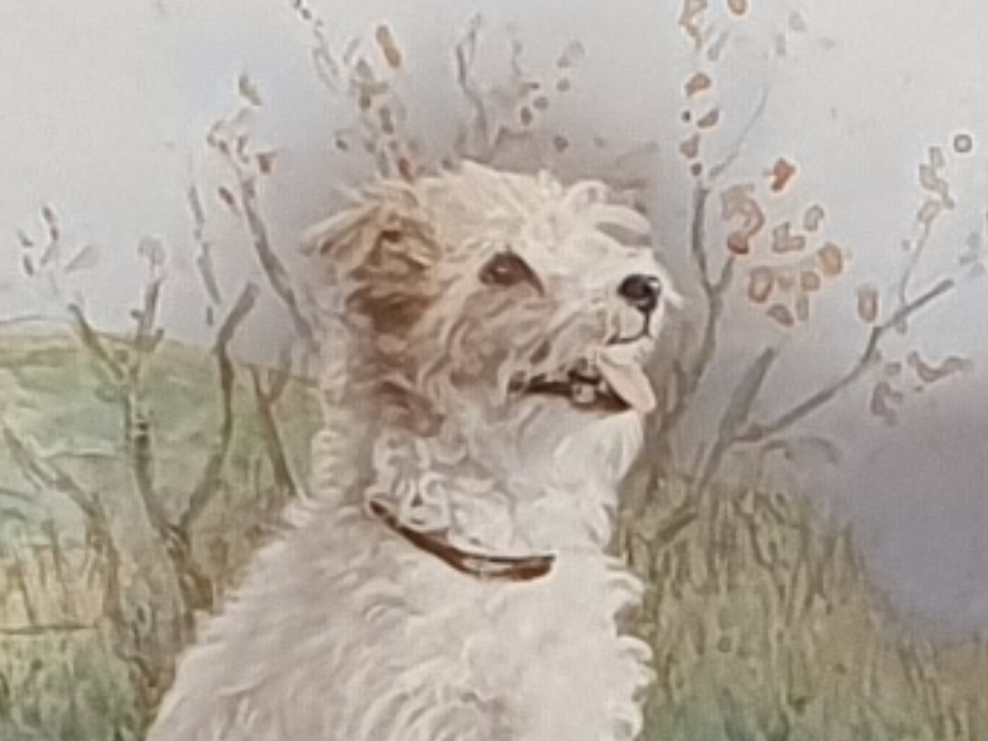English antique early 1900s watercolour Painting of close up of Terrier