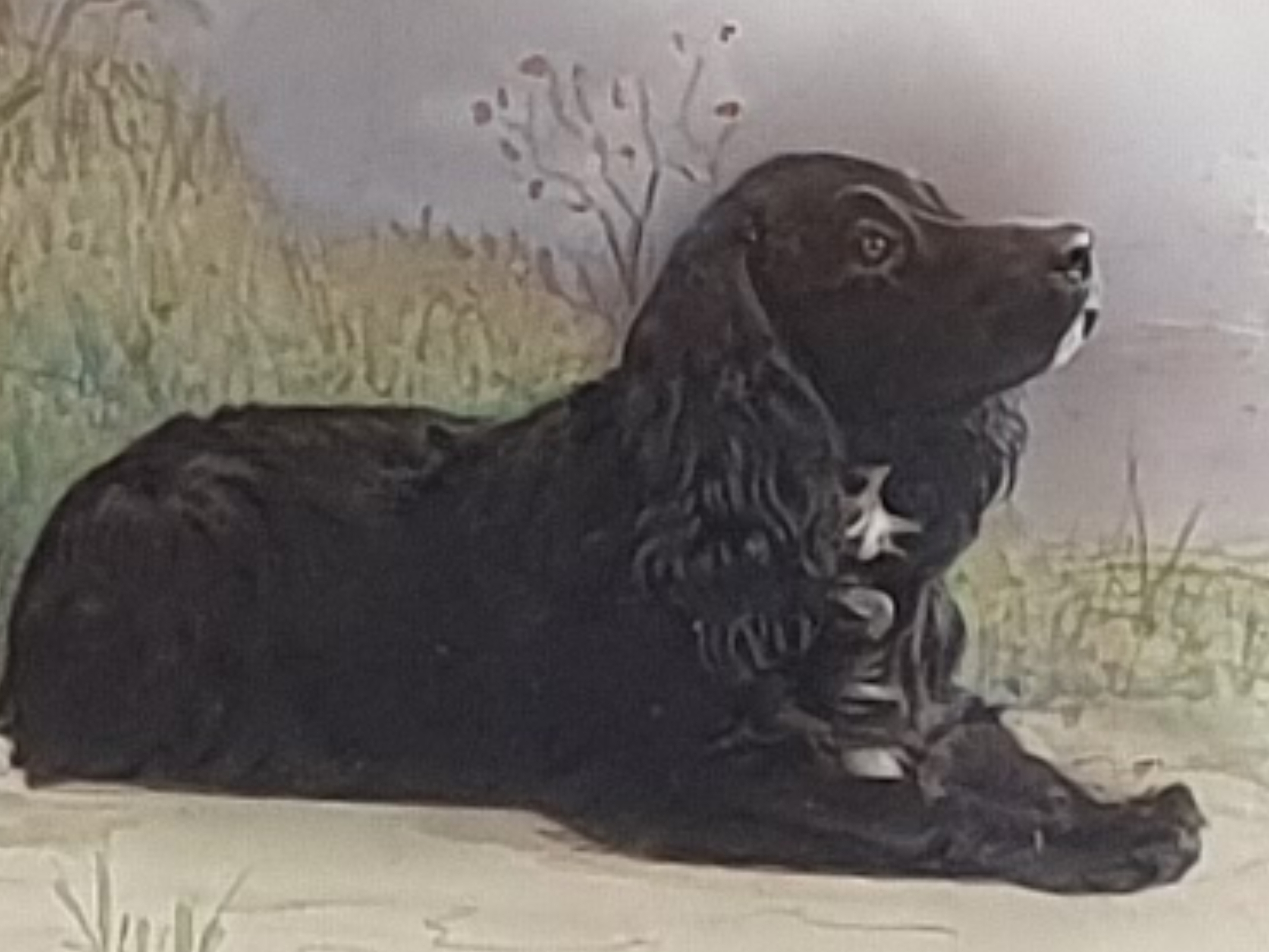English antique early 1900s watercolour Painting close up of Spaniel