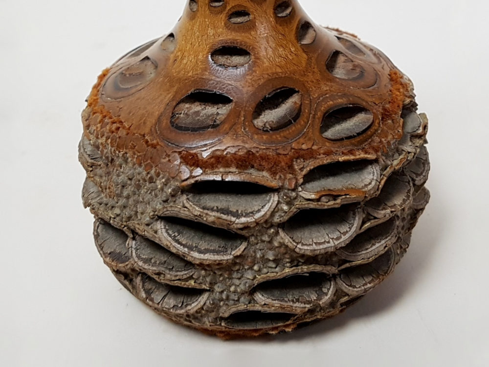Mid century antique Banksia Nut Vase
