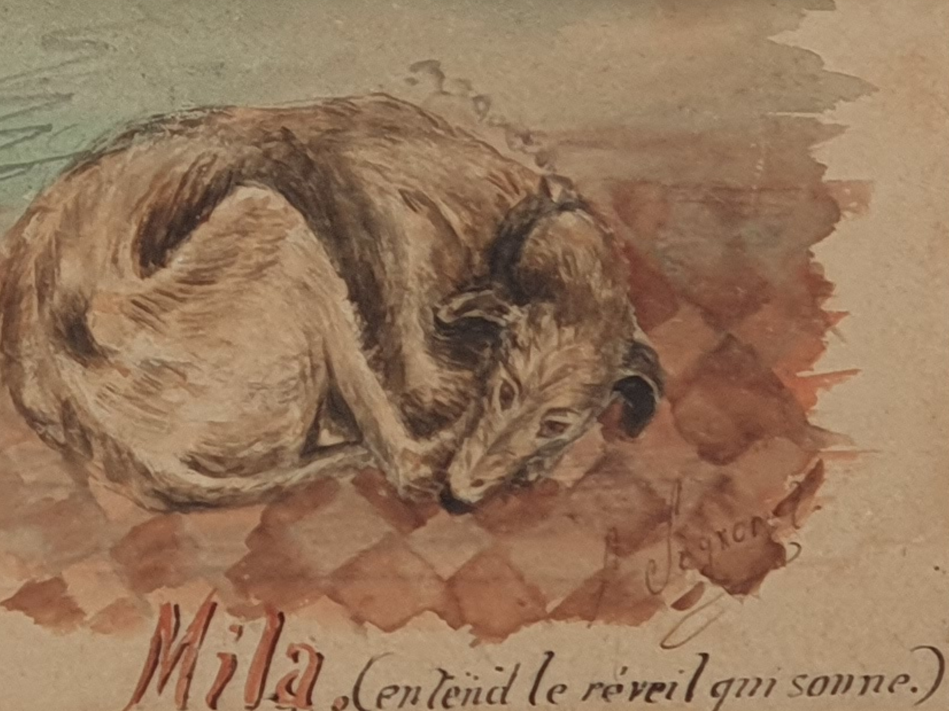 antique French Watercolours of a lurcher sleeping close up