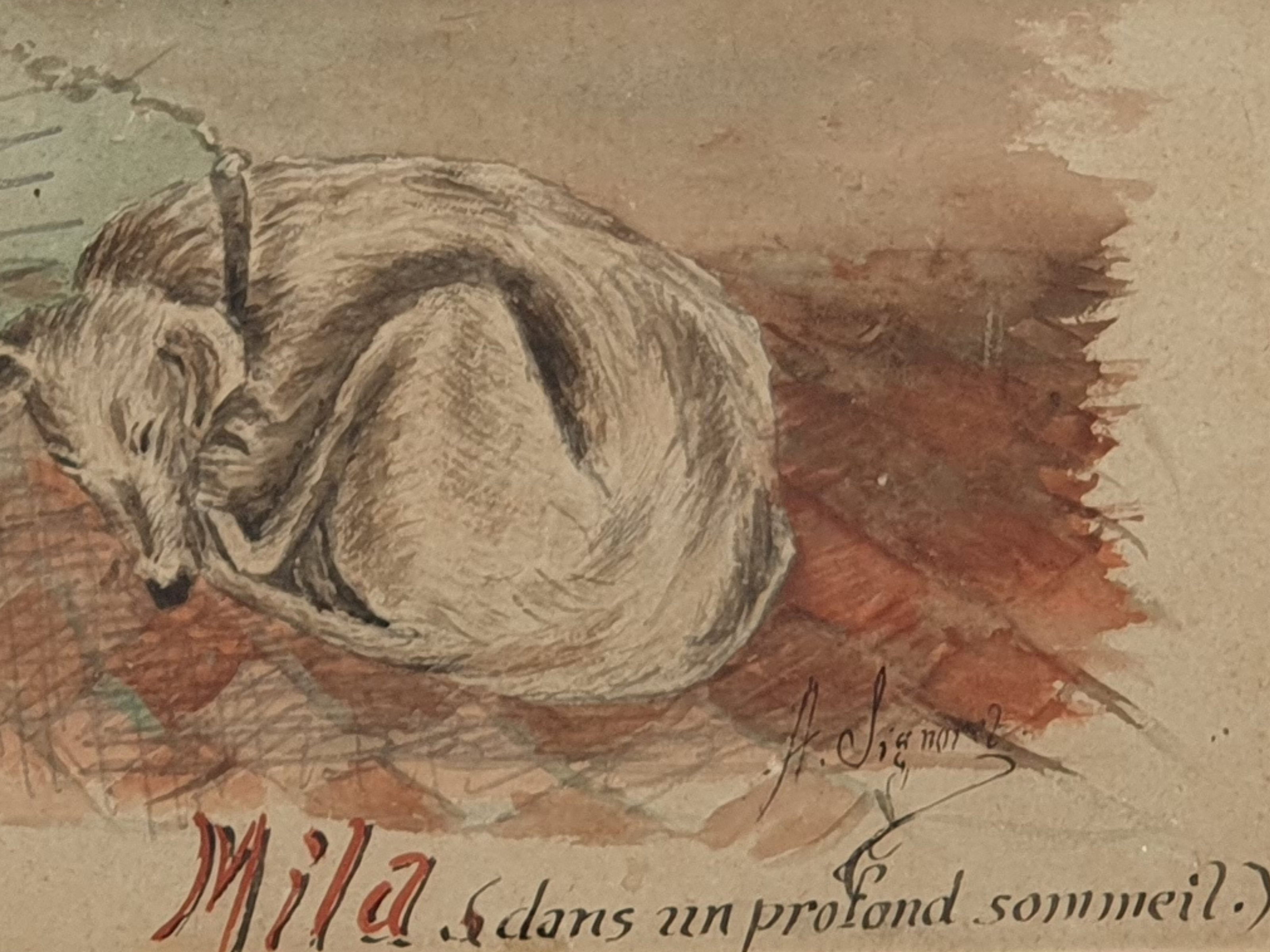 antique French Watercolours of a lurcher sleeping close up