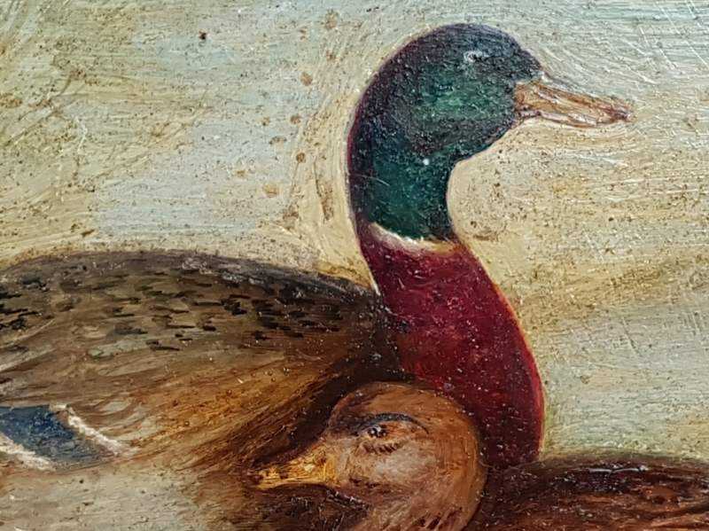 Pair of Mallards