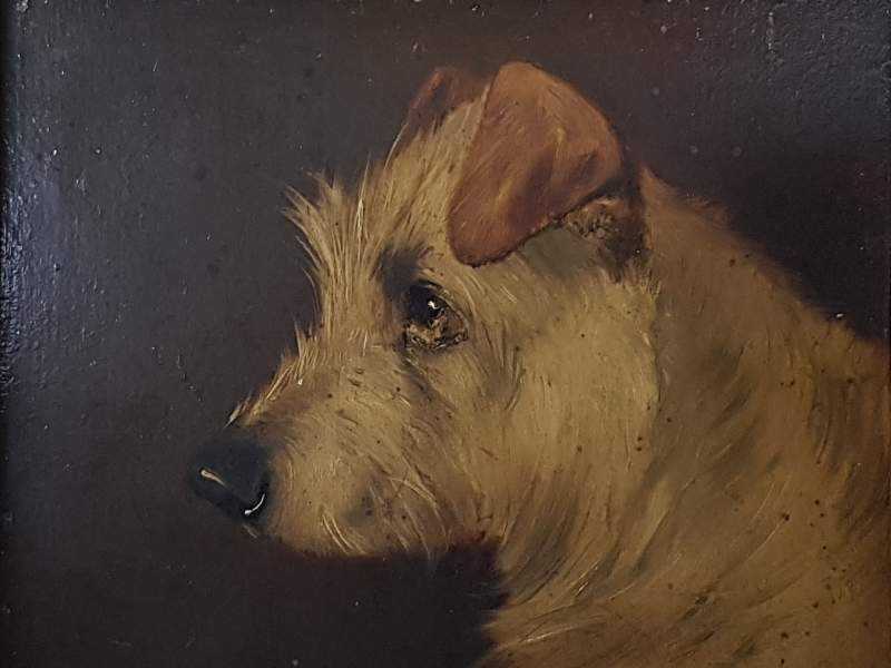Portrait of a Terrier Dog