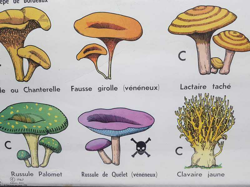 Printed Illustration