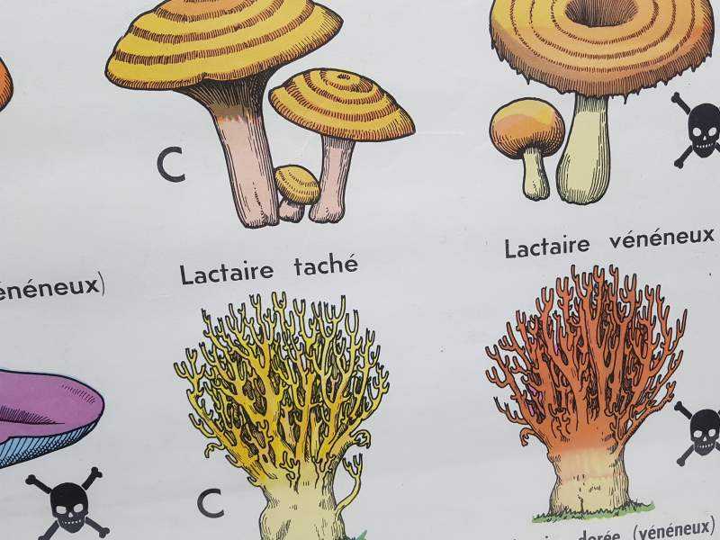 Printed Illustration