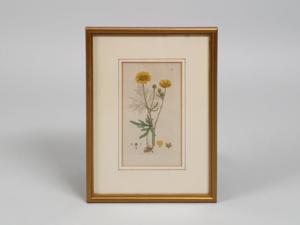 Set of 3 framed Victorian botanical prints by James Sowerby