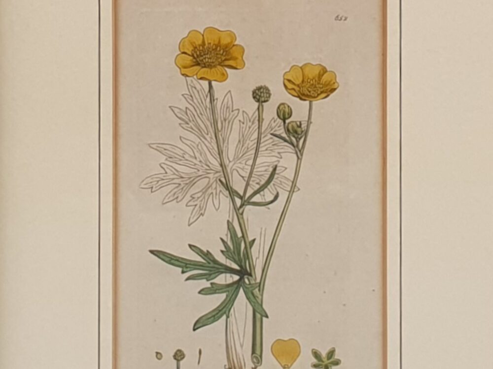 Set of 3 framed Victorian botanical prints by James Sowerby