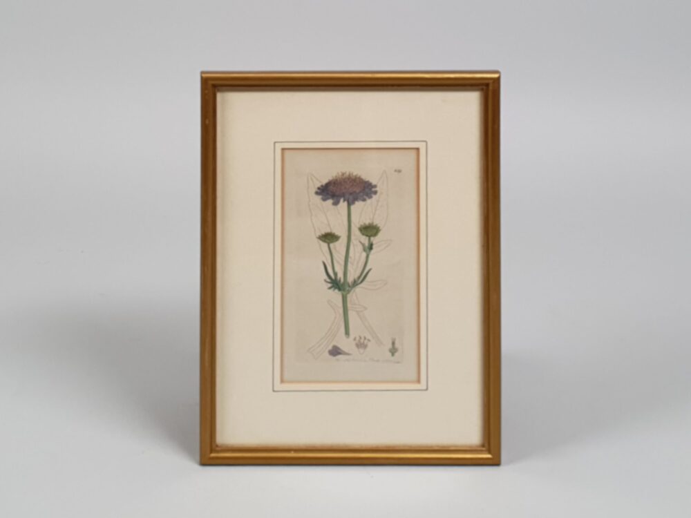 Set of 3 framed Victorian botanical prints by James Sowerby