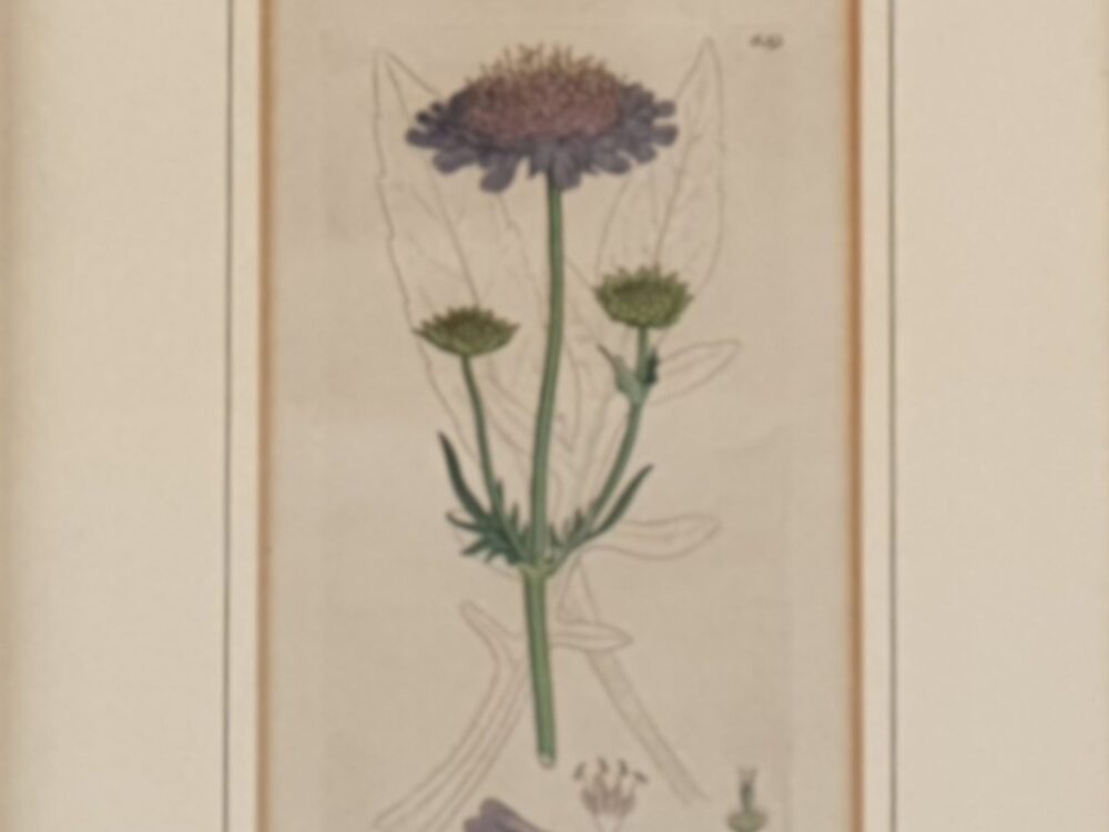 Set of 3 framed Victorian botanical prints by James Sowerby