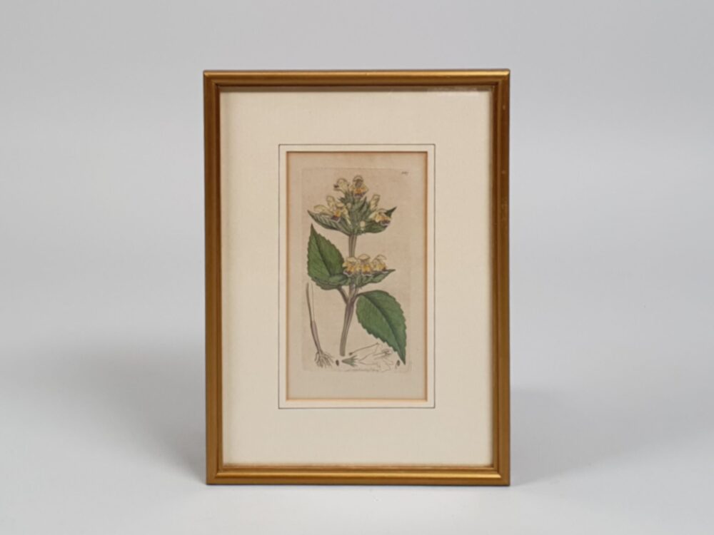 Set of 3 framed Victorian botanical prints by James Sowerby