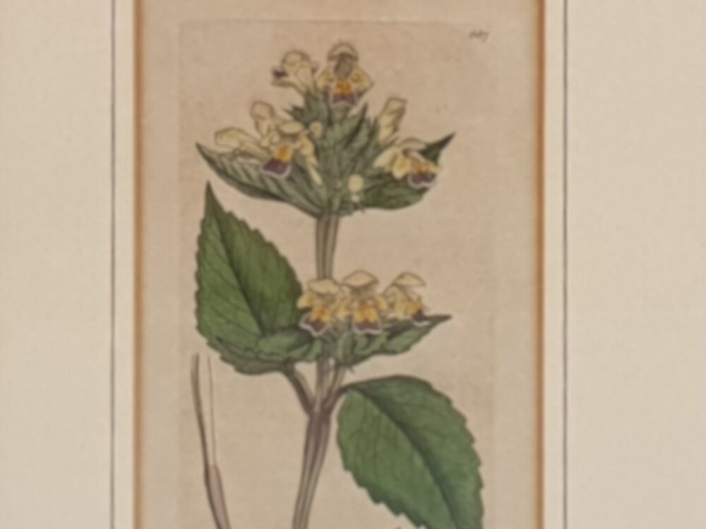 Set of 3 framed Victorian botanical prints by James Sowerby
