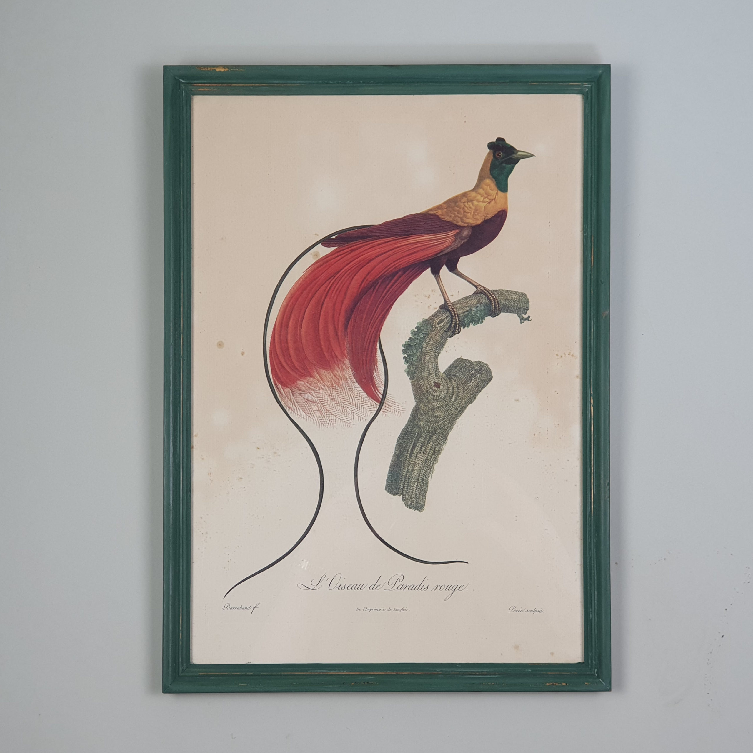 Set of 6 mid century French prints of Birds of Paradise, in vibrant green frames
