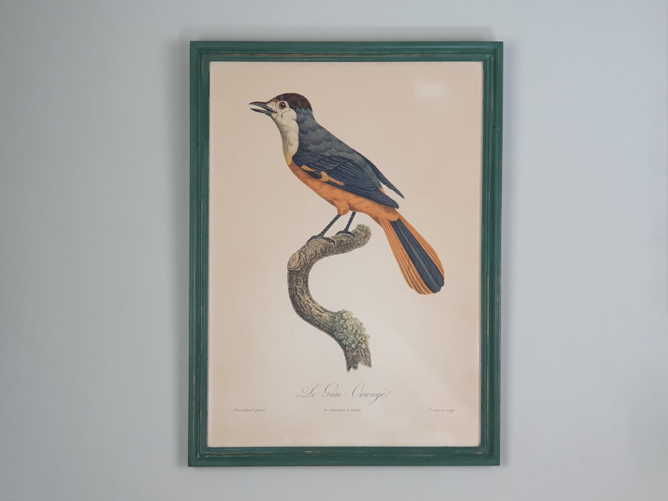 Set of 6 mid century French prints of Birds of Paradise, in vibrant green frames