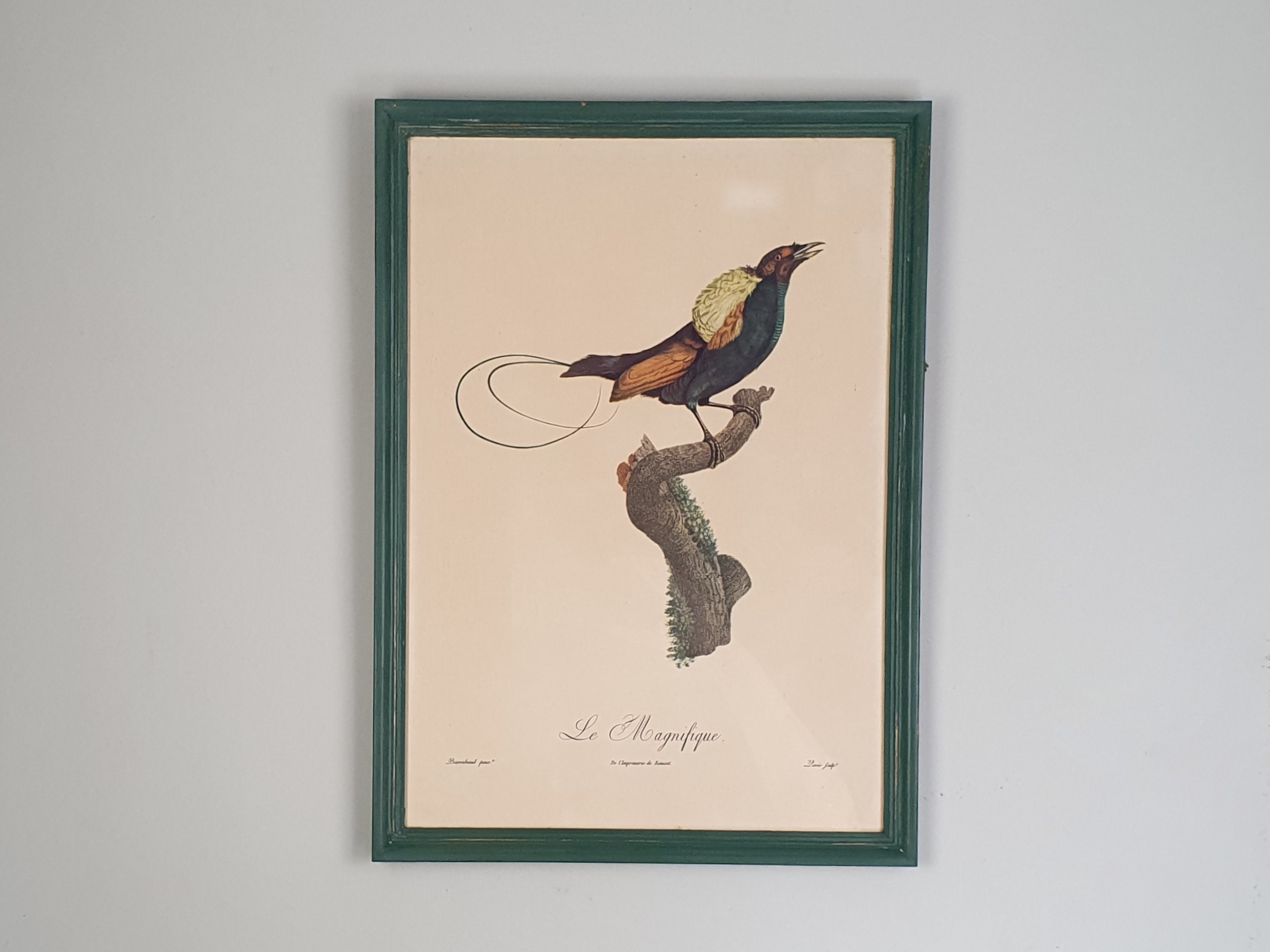 Set of 6 mid century French prints of Birds of Paradise, in vibrant green frames