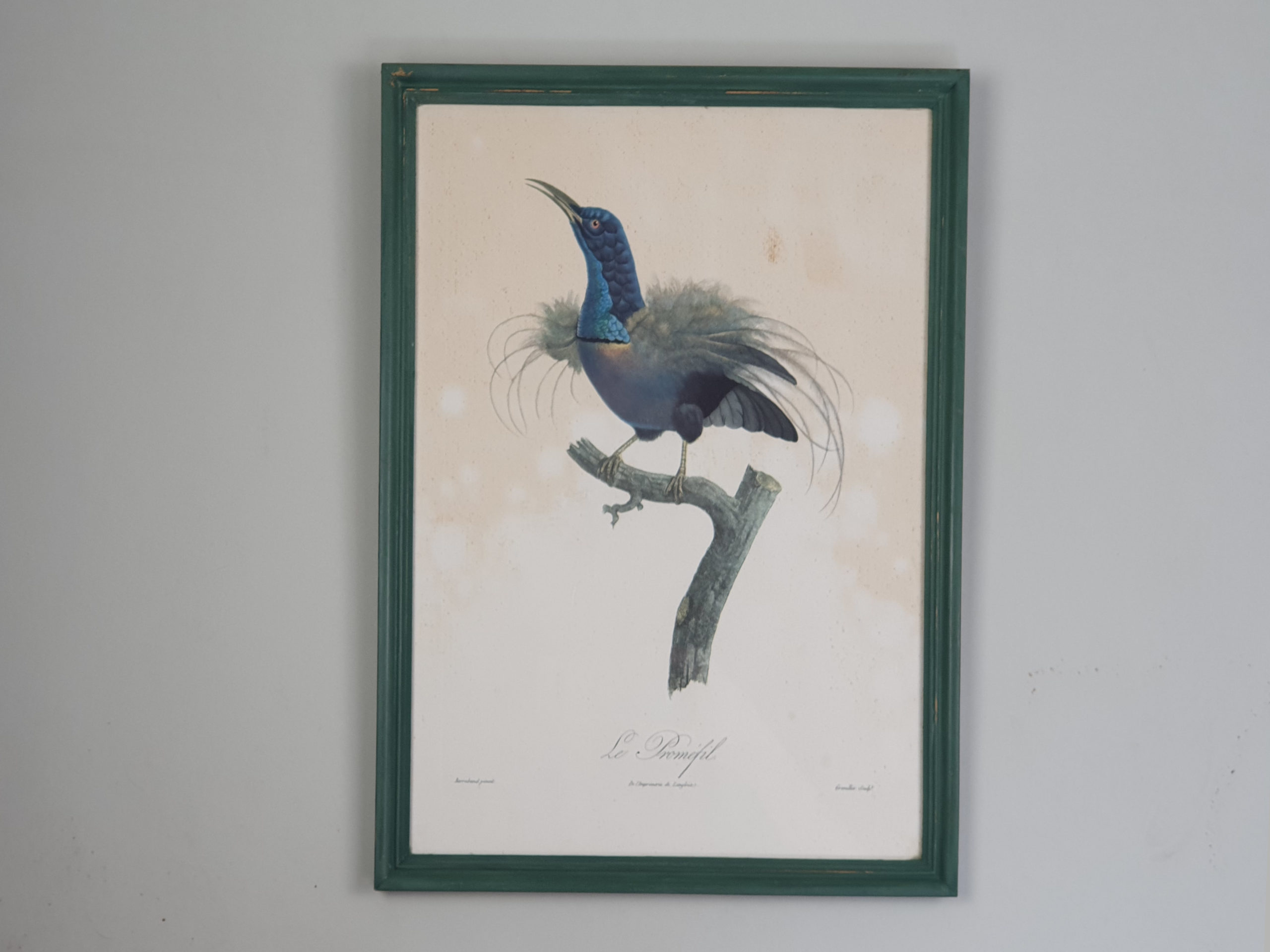 Set of 6 mid century French prints of Birds of Paradise, in vibrant green frames