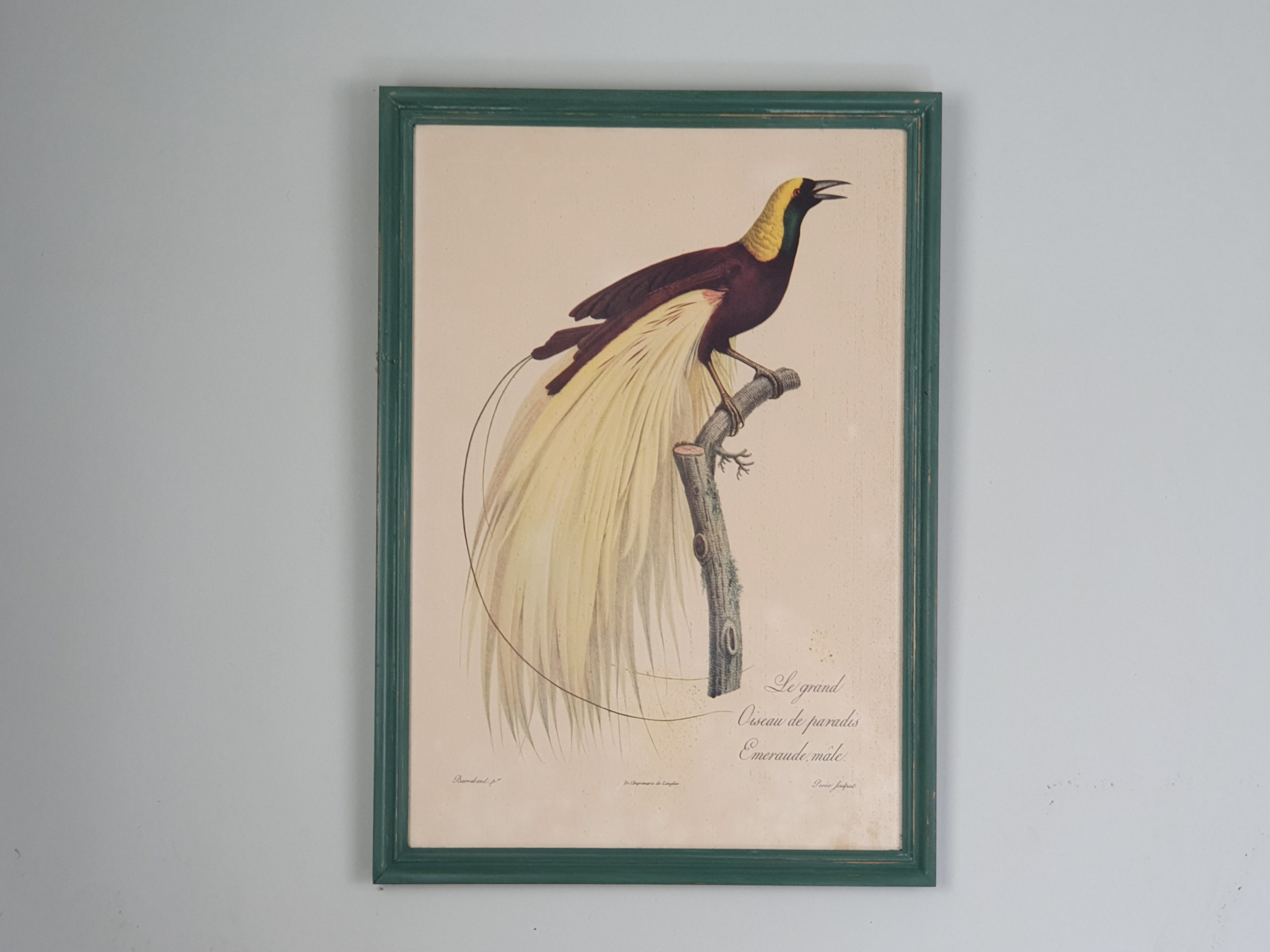 Set of 6 mid century French prints of Birds of Paradise, in vibrant green frames