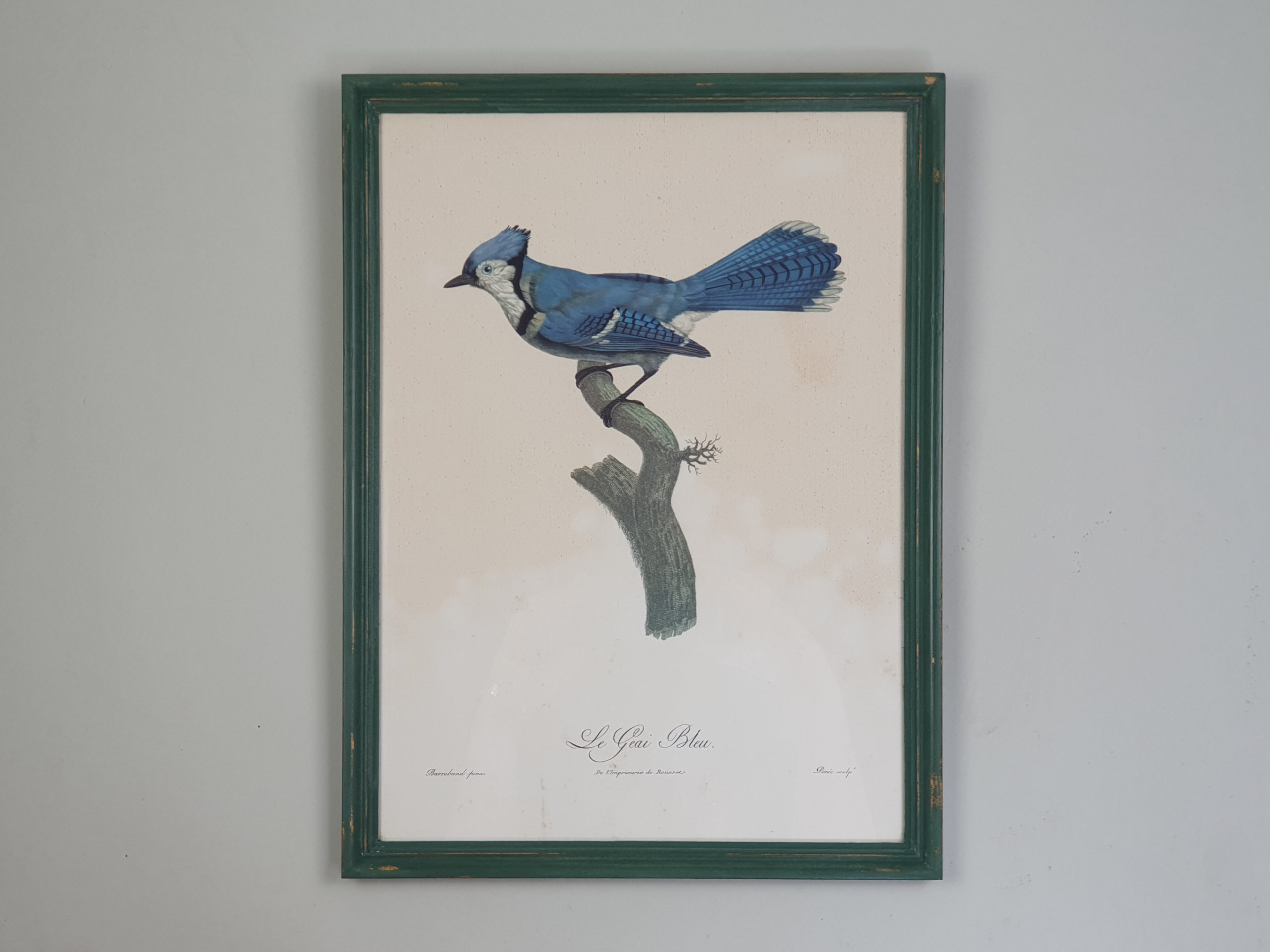 Set of 6 mid century French prints of Birds of Paradise, in vibrant green frames