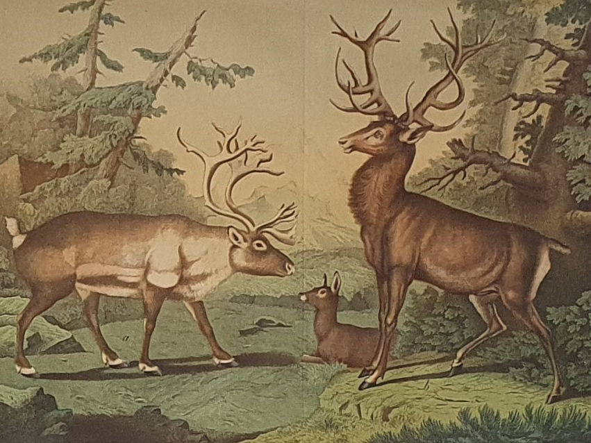 Set of Four antique 19th century Zoological framed Prints