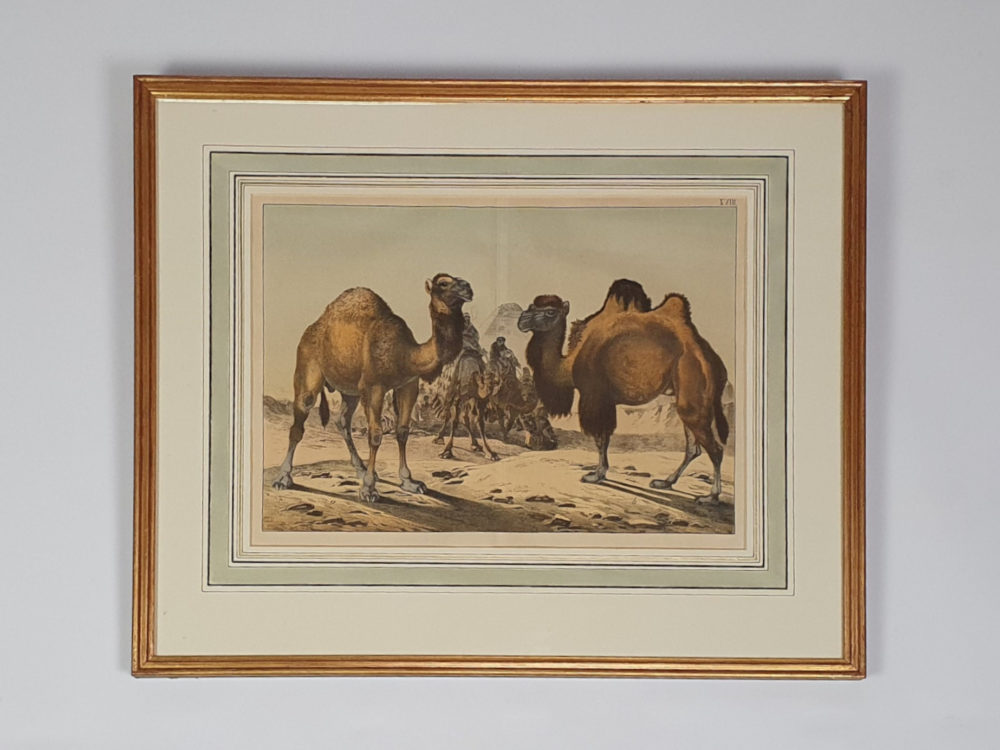Set of Four antique 19th century Zoological framed Prints