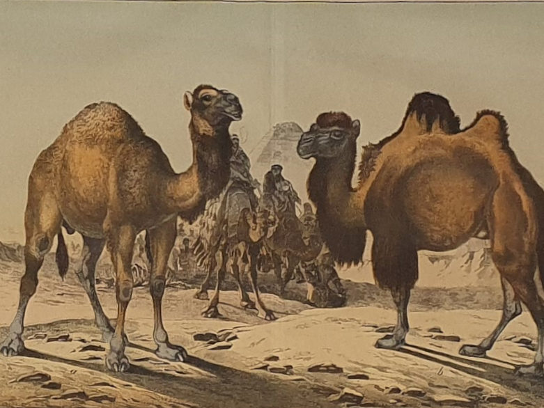 Set of Four antique 19th century Zoological framed Prints