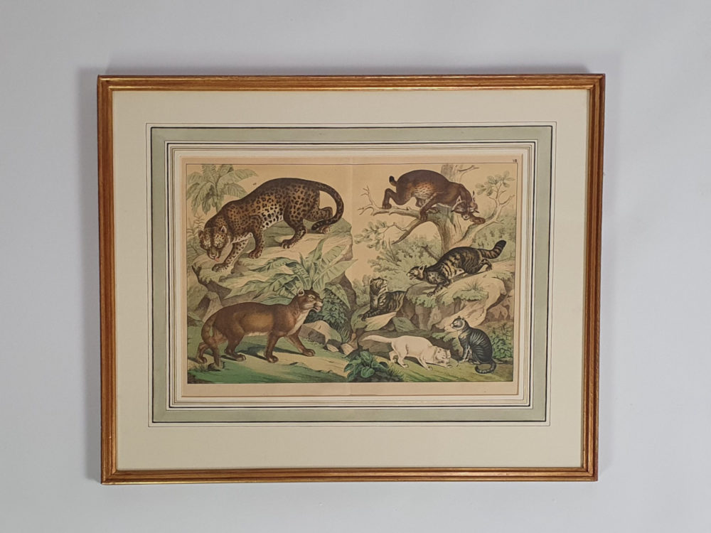 Set of Four antique 19th century Zoological framed Prints