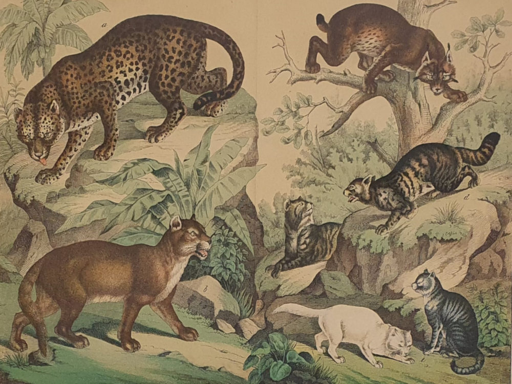 Set of Four antique 19th century Zoological framed Prints