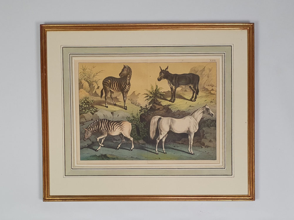 Set of Four antique 19th century Zoological framed Prints