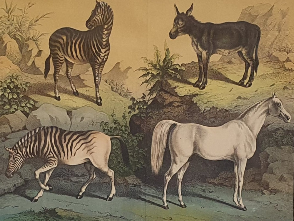Set of Four antique 19th century Zoological framed Prints
