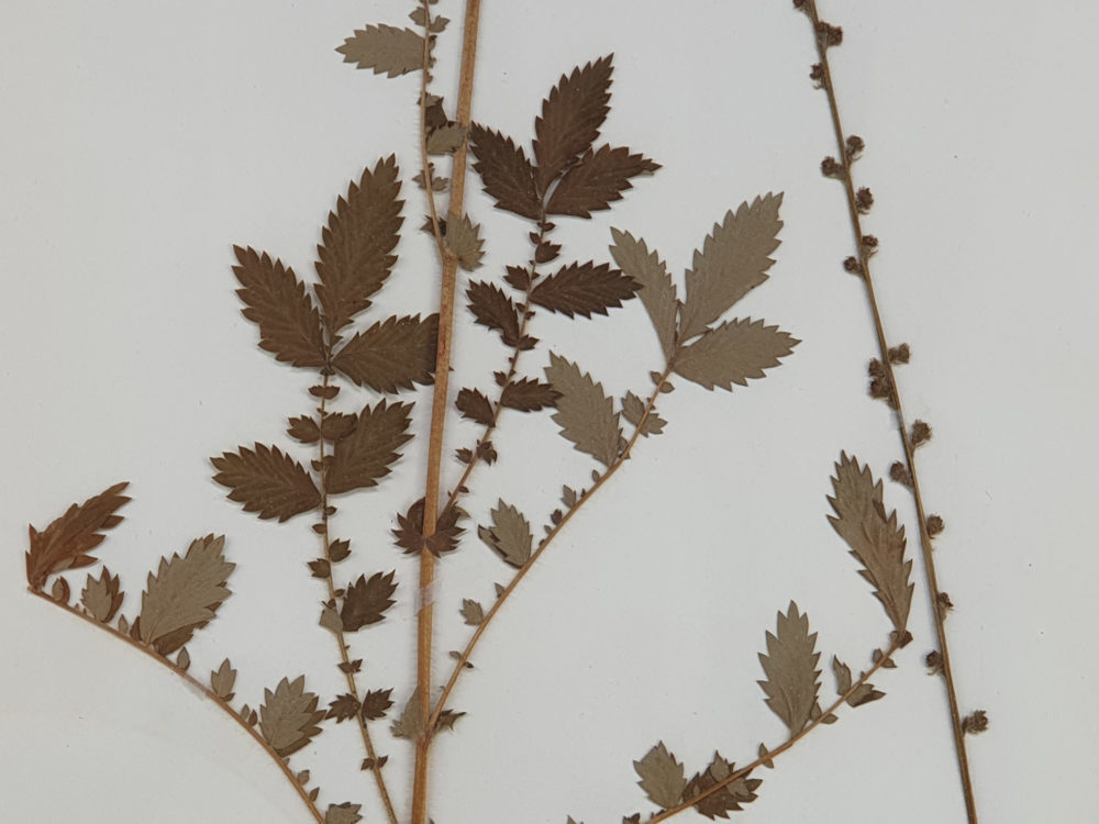 Set of six 19th century antique Herbariums - SOLD
