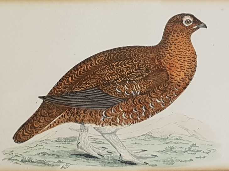 Set of Six Bird Plates