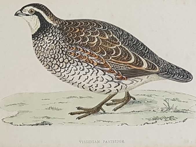 Set of Six Bird Plates