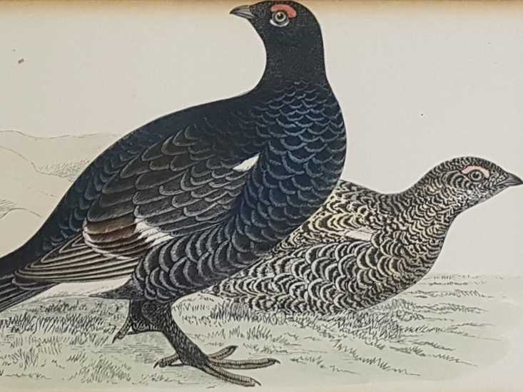 Set of Six Bird Plates